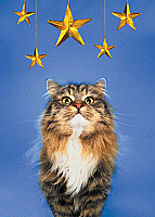 Cat looking at Stars (code 8779)