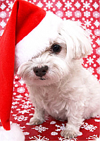 Dog Wearing Santa Hat (code 2002)
