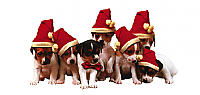 Christmas Dogs (code 7888)