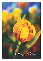 BC30 - Yellow Tulip
