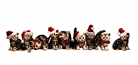 Christmas Cats (code 7871)
