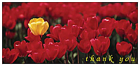 TYC17 - Red Tulips with Yellow Tulips