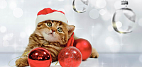 Kitten with Baubles (code 2001)