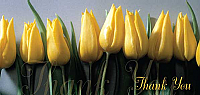 TYC15 - Yellow Flowers