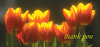 TYC13 - Orange Tulips